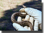 Vipera ammodytes